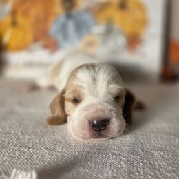 Peach - Red and white female Basset Hound puppy in Denison, Texas from Emma Lou's Baby Bassets