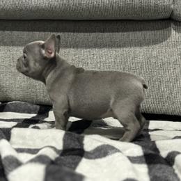 French Bulldog Puppies from Ritchie’s Frenchies