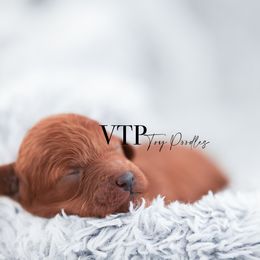 Nutmeg - Red  female Poodle puppy in Las Vegas, Nevada from Vegas Toy Poodles