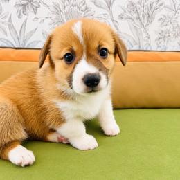 Lilo - Red female Pembroke Welsh Corgi puppy in Aumsville, Oregon from West Coast Corgi