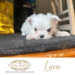 Luca - White male Maltese puppy in Jacksonville, Alabama from Regal Maltese