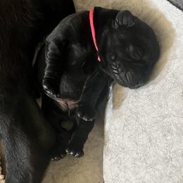 Golden Retriever and Labrador Retriever Puppies from The Golden Leash Kennels