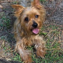 Kia - Yorkshire Terrier