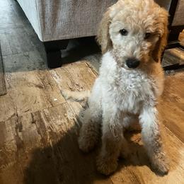 Aspen - Cream male Goldendoodle puppy in Tavares, Florida from Tracy's Goldendoodles