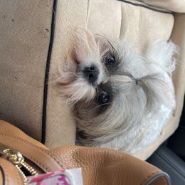 Bella - Shih Tzu