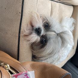 Bella - Shih Tzu