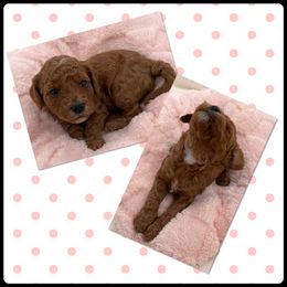 Daisy - Red  female Goldendoodle puppy in Kansas City, Kansas from Bella & Ivy’s Mini Goldendoodles of KC