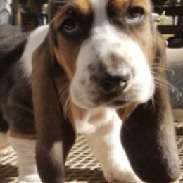 Basset Hounds from Fredmond's Hound Kennel