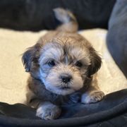 Shichon Puppies from Great Lakes Teddy Bear Dogs