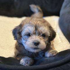Shichon Puppies from Great Lakes Teddy Bear Dogs