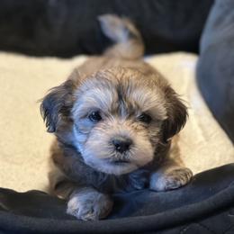 Shichon Puppies from Great Lakes Teddy Bear Dogs