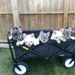 French Bulldog Puppies from Baby Bear Frenchies