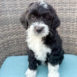 Irene, pink collar - female Golden Mountain Doodle puppy in Twin Falls, Idaho from Magic Valley Family Doodles