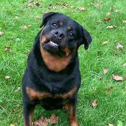 Rottweilers from Terri VanNatter