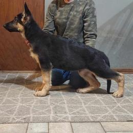 German Shepherd Puppies from Casamoko German Shepherds