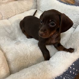 Dachshund Puppies from Cadie Bounds