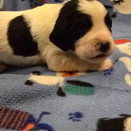 Angel - White and black male English Springer Spaniel puppy in Palisade, Colorado from Bigfoot's Kennel