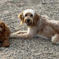Bernedoodles, Goldendoodles, and Golden Retrievers from P&R Productions