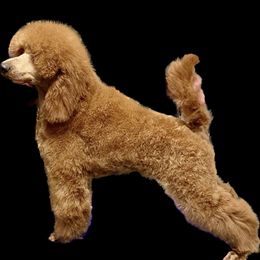 Adam - Poodle