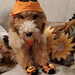 Boy 2 - Apricot Goldendoodle puppy in Schertz, Texas from Kat's Teddydoodles