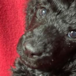Girl 3 - Misty - Poodle puppy from Ashton’s Standards