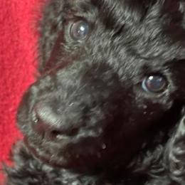 Girl 3 - Misty - Poodle puppy from Ashton’s Standards