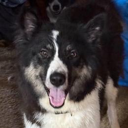 Charlotte - Yakutian Laika