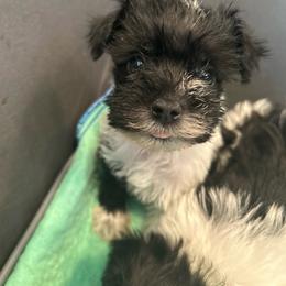 Peelow - Parti male Miniature Schnauzer puppy in Palestine, Texas from Miniature Schnauzer Puppies of Palestine Tx