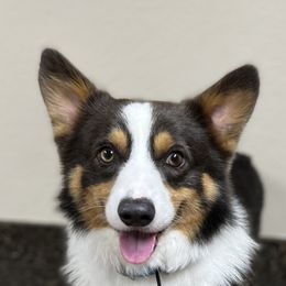 Linc - Pembroke Welsh Corgi