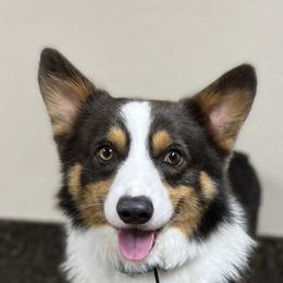 Linc - Pembroke Welsh Corgi