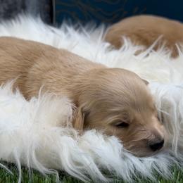 Hummus - Golden male Golden Retriever puppy in Oak Hill, Florida from Swingin T Ranch LLC