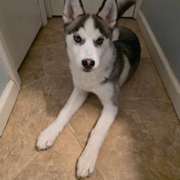 Zeus - Black tan and white male Siberian Husky puppy in Brunswick, Ohio from Blue Star Siberians