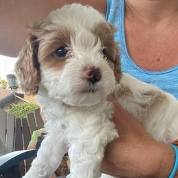 Boy 2 - Blenheim male Cavapoo puppy in Mc Connellsburg, Pennsylvania from Mumma’s Standard Poodles