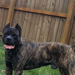 Blaze - Cane Corso
