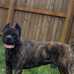 Blaze - Cane Corso