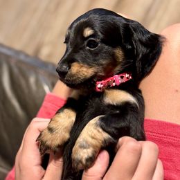Wilma AKC GC - Black and cream female Dachshund puppy in El Dorado, Arkansas from LovelylilDoxies