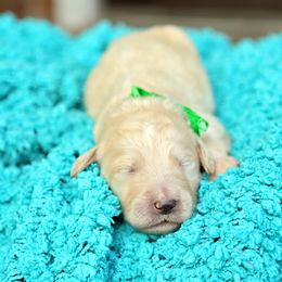 Australian Labradoodle, Bernedoodle, and Goldendoodle Puppies from Golden Fields Doodles