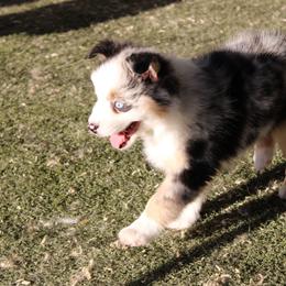 Phoenix - Blue merle female Australian Shepherd puppy in Sonoita, Arizona from Gardner Canyon Kennels