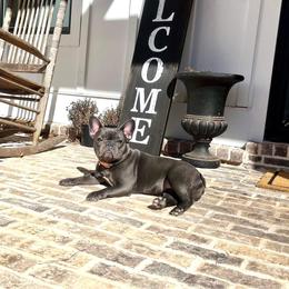 French Bulldog Puppies from Fancy Face Frenchies