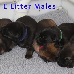 German Shepherd Puppies from Glaurung Kennel