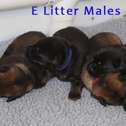 German Shepherd Puppies from Glaurung Kennel