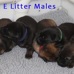 German Shepherd Puppies from Glaurung Kennel