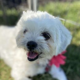Blossom - Shichon