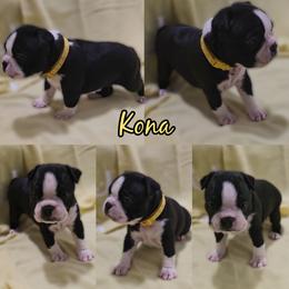 Kona - Black and white female Boston Terrier puppy in Clinton Township, Michigan from Greenberg's Boston Terriers & Bullies of Metro Detroit