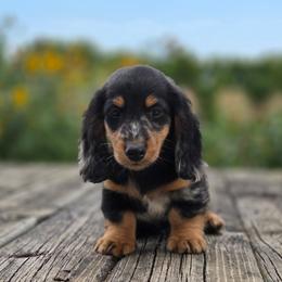 Harlo is 3800 dollars - Black and tan male Dachshund puppy in Crystal, Michigan from Mare-bella Dachshunds