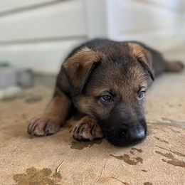 German Shepherd Puppies from Vom Burmeister Kennel