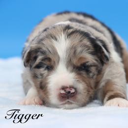 Tigger - Blue merle male Miniature Australian Shepherd puppy in Weeki Wachee, Florida from Arlington's Mini Aussies