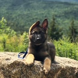 German Shepherd Puppies from vom Grenze Stadt German Shepherd Dogs