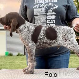 German Shorthaired Pointer Puppies from Wild Rose GSP's