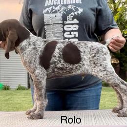 German Shorthaired Pointer Puppies from Wild Rose GSP's